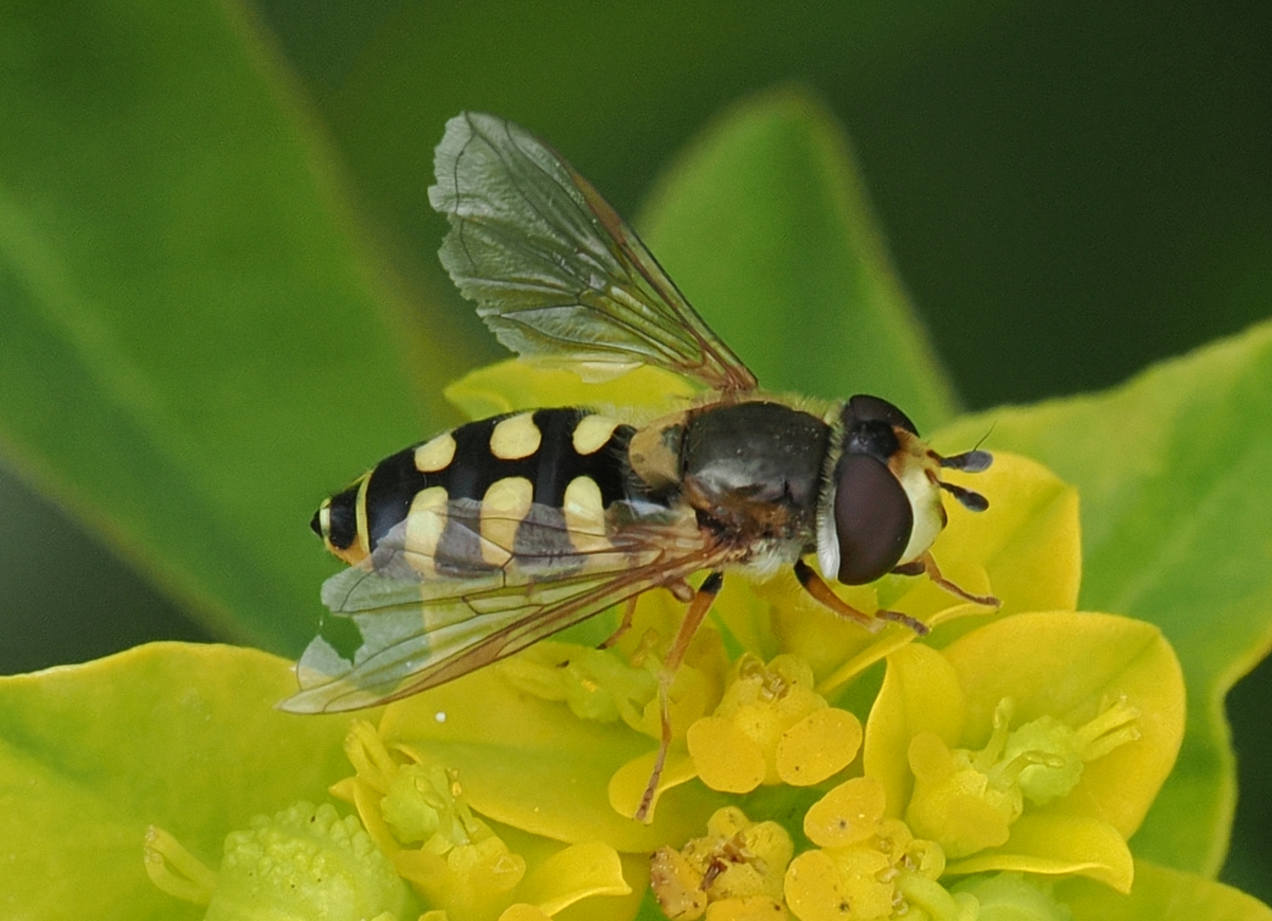 Eupeodes-corollae-F